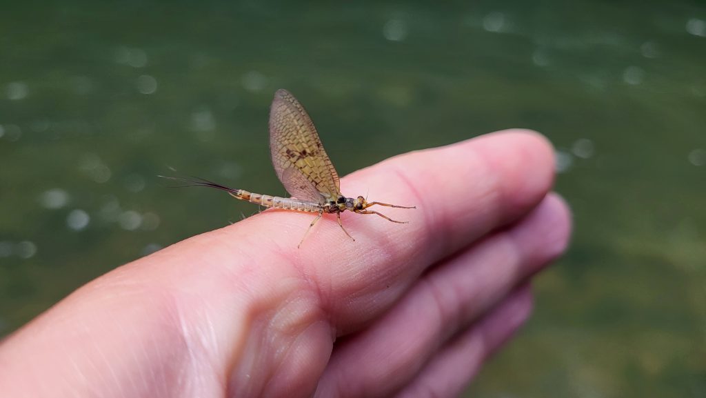 Mouche de mai