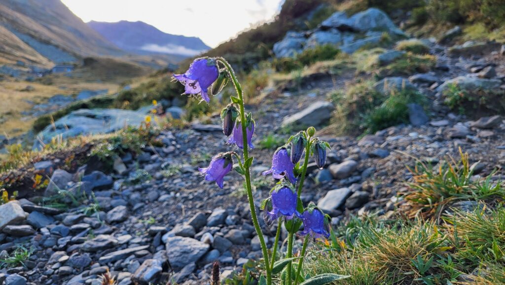 Vallée de la Neuvache